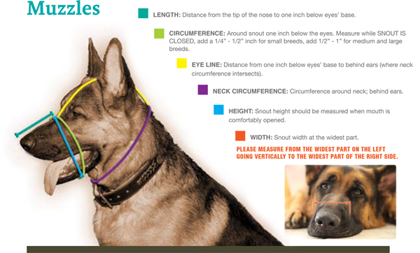 How to Measure for a Muzzle